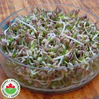 Mung Bean Organic Sprouts Thumbnail